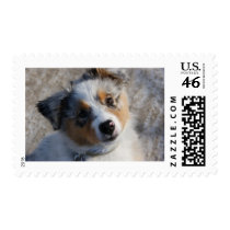 Australian Shepherd Postage