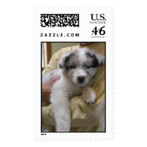 Australian Shepherd Stamp