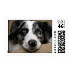 Australian shepherd Postage