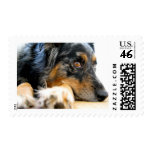 Australian Shepherd Stamps