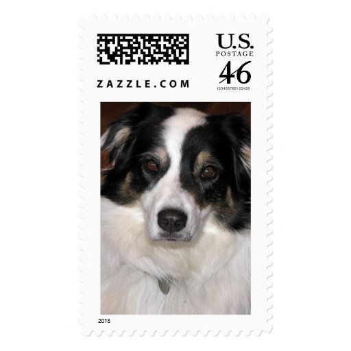 Australian Shepherd Postage Stamps