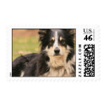 Australian Shepherd Postage Stamp