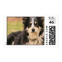 Australian Shepherd Postage Stamp