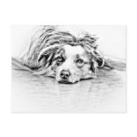 AUSTRALIAN SHEPHERD POST CARDS