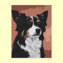 Australian Shepherd postcards