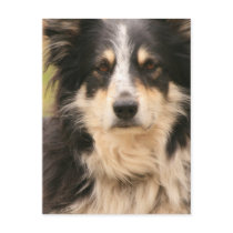 Australian Shepherd Postcard