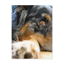 Australian Shepherd Postcard