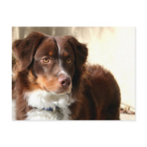 Australian Shepherd postcard