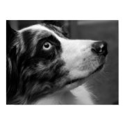 Australian Shepherd Poster print