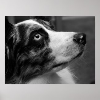 Australian Shepherd Poster