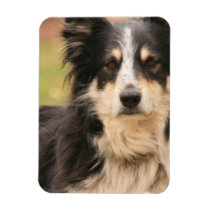 Australian Shepherd Premium Magnet