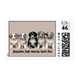 Australian Shepherd Puppies Postage Stamp