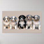 Australian Shepherd Puppies Print