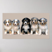 Australian Shepherd Puppies Print
