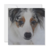 Australian Shepherd Puppy Invitation