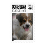 Australian Shepherd Puppy Postage Stamp