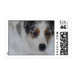Australian Shepherd Puppy Postage Stamp