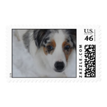 Australian Shepherd Puppy Postage Stamp