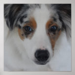 Australian Shepherd Puppy Print