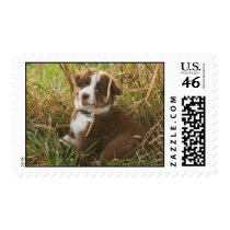 Australian Shepherd Puppy Stamp
