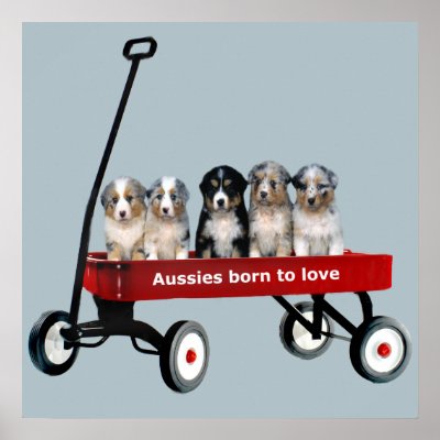 Australian Shepherd Pups In Wagon Print by normagolden