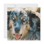 Australian Shepherd Rescue Invitation
