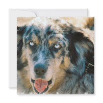 Australian Shepherd Rescue Invitation