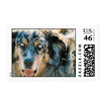 Australian Shepherd Rescue Postage Stamp