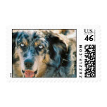 Australian Shepherd Rescue Postage Stamp