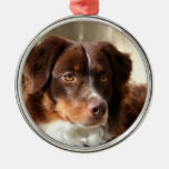 Australian Shepherd round ornament