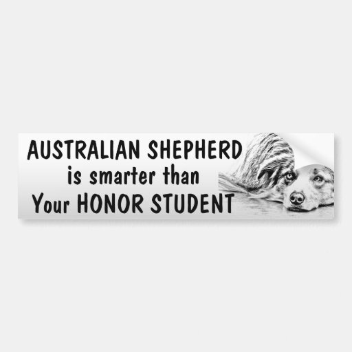 Australian Shepherd Smarter than student funny Bumper Sticker Zazzle