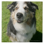 Australian Shepherd smiling at camera Ceramic Tile
