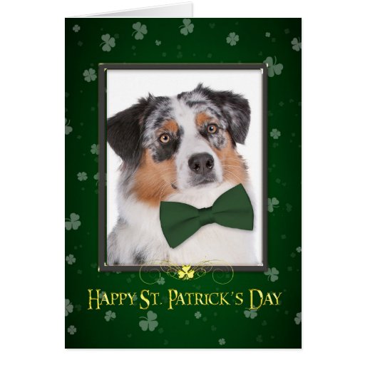 australian shepherd st patricks day