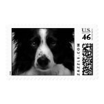Australian Shepherd Stamp
