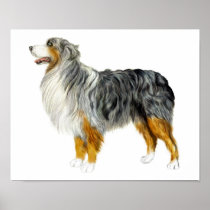 Australian Shepherd Standing Print