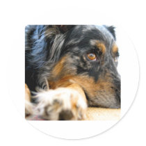 Australian Shepherd Round Stickers