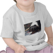 Australian Shepherd Tee Shirts