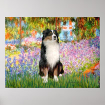 Australian Shepherd Tri2 - Garden Poster