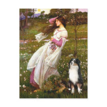 Australian Shepherd (Tri) - Windflowers Post Cards