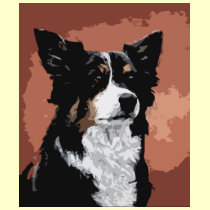 Australian Shepherd t-shirts