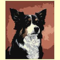 Australian Shepherd t-shirts