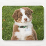 Australian Shepherd usepad