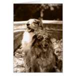 Australian Shepherds Modern Photo Greeting Card cards