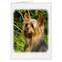 Australian Silky Terrier design Greeting Card