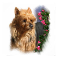 Australian Terrier Art Gifts print