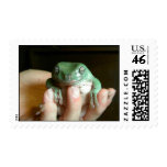 Australian Tree Frog Postage Stamp