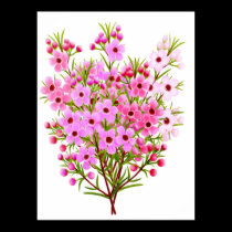 Australian Waxflower Bouquet Poster posters