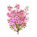Australian Waxflower Bouquet Poster posters