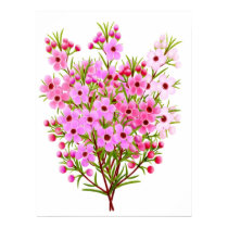 Australian Waxflower Bouquet Poster posters