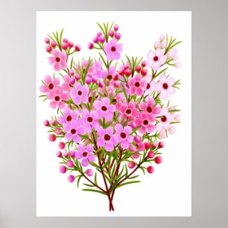 Australian Waxflower Bouquet Poster print
